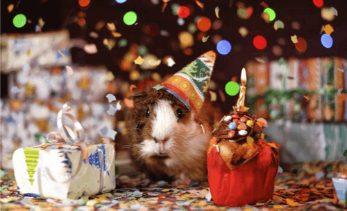 Ein Meerschweinchen mit festlichem Hut steht zwischen einem Geschenk und einem Cupcake mit Konfetti im Hintergrund.