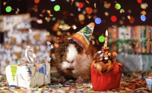 Ein Meerschweinchen mit festlichem Hut steht zwischen einem Geschenk und einem Cupcake mit Konfetti im Hintergrund.