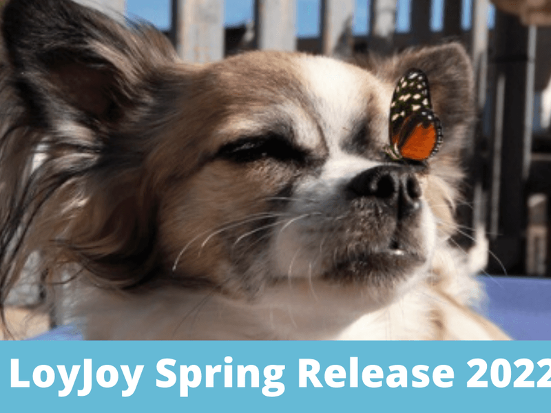 Ein kleiner Hund mit einem Schmetterling auf seiner Nase und der Bildunterschrift: "LoyJoy Spring Release 2022".